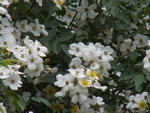 wild rose